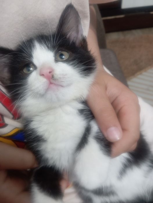 Отдам котенка девочку в добрые руки
