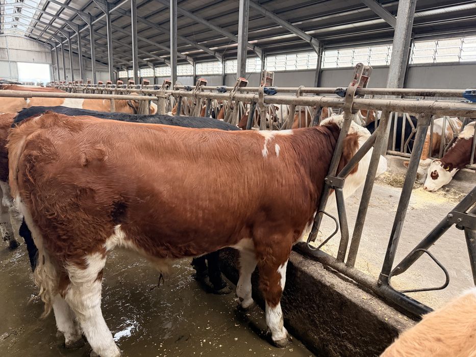 Taur reproductie cu C.Z.