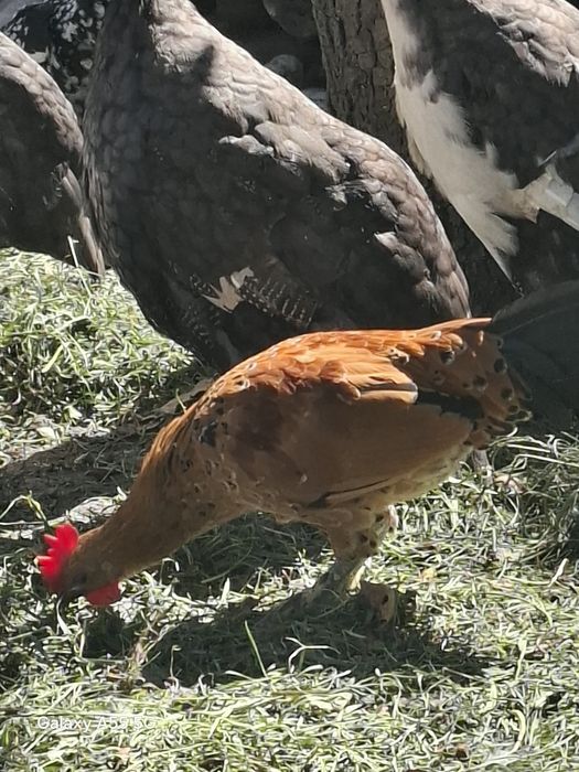 Cocosi și găinușe pitice