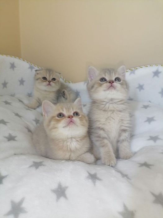 Скотиш фолд страйты