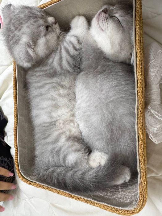 Продаются Котята