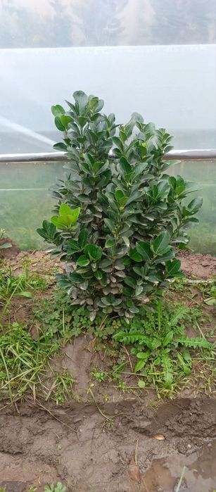 Киримиски сасна дастафка бор