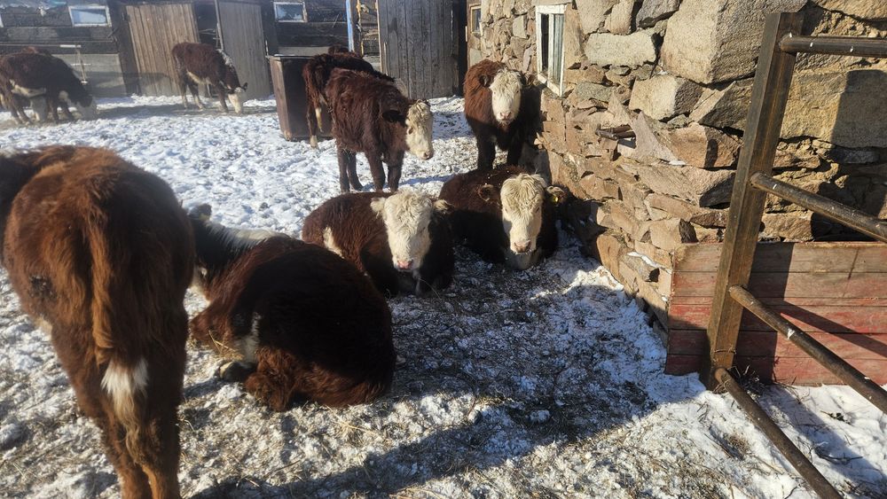 Тайыншалар сатылады, Ақбастар