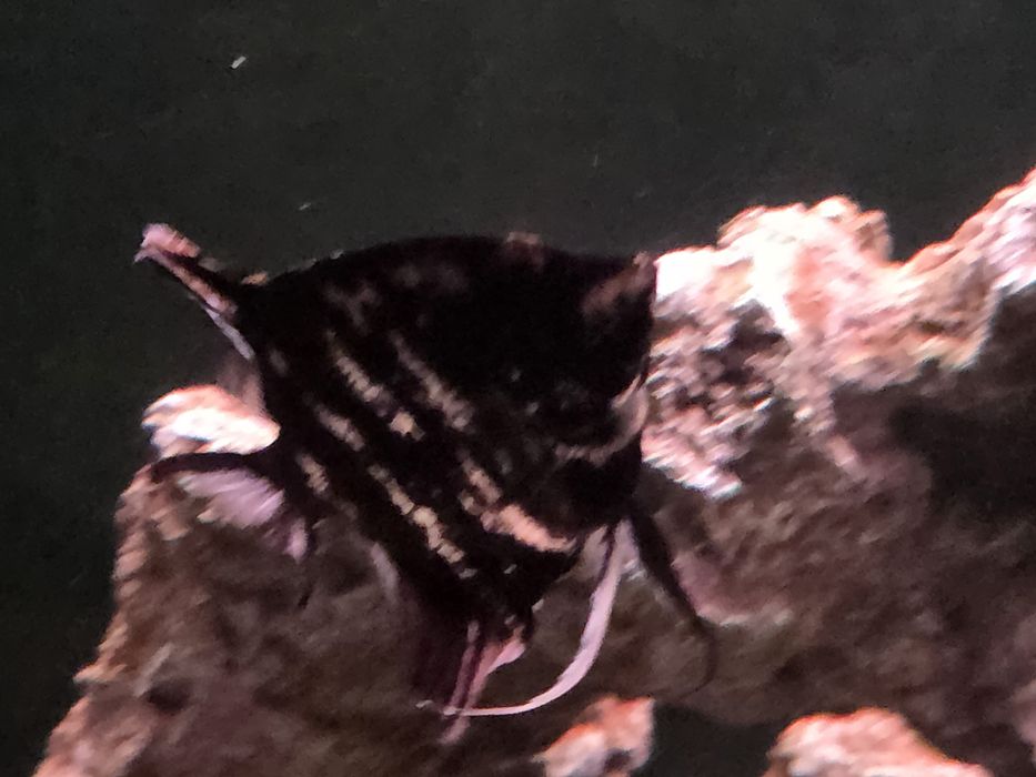 Скалярии мраморные, 3шт.