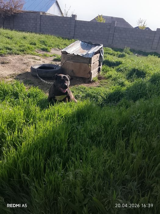 Ит сатылады бурнида тұр