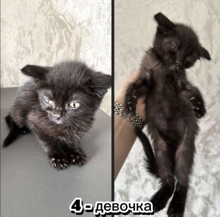 Котята вислоухие