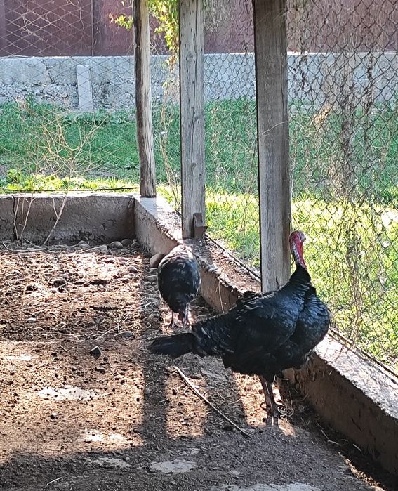 Индюк индюшка  Қораз/мекен пара