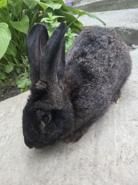 Iepure mascul 4,55 kg – sănătos și bine îngrijit