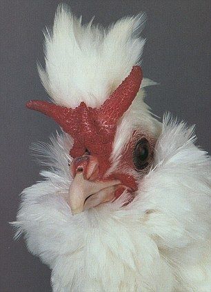 Апанзеллер серебро Товук Хороз Туркия Привазной