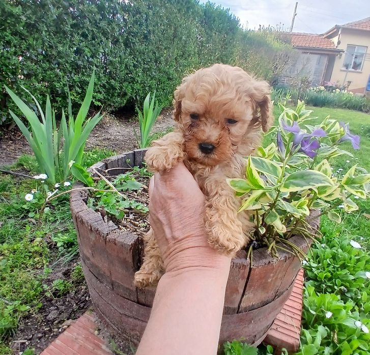 Той пудел момченца