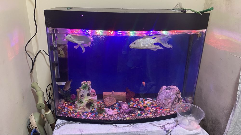 Продам комплект аквариум с рыбами в комплекте