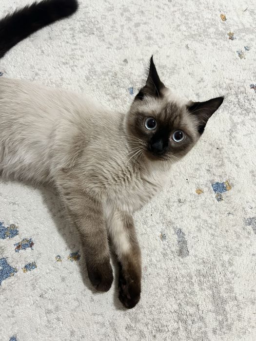 Продается кошка в хорошие руки