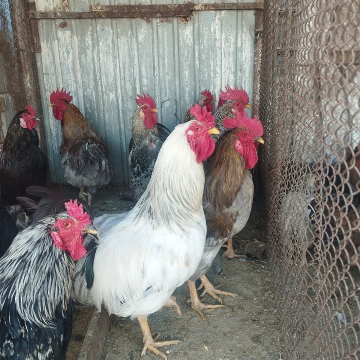 Продам куры домашние