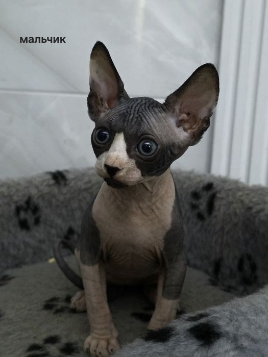 продам котят породы сфинкс