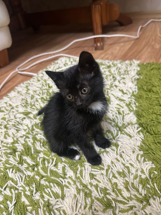 котенок девочка, ищет себе добрую семью
