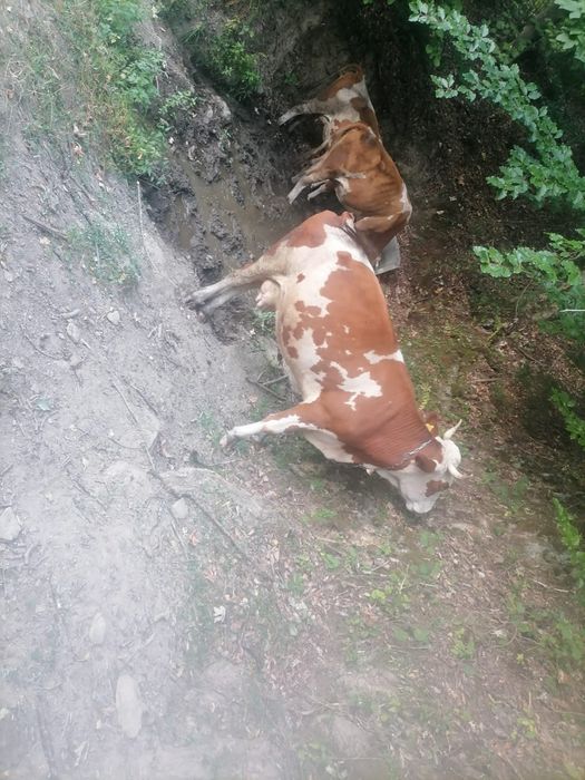 Vând vacă cu vițea