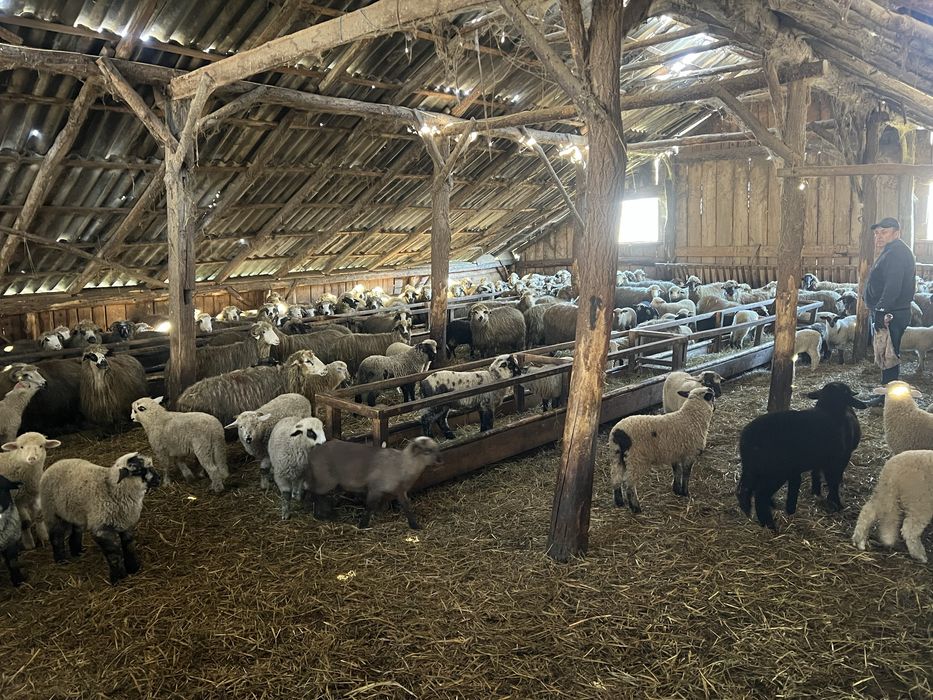 Vand 100 de oi cu miei