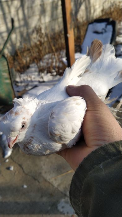 Жас Голубка молодая идет в пару