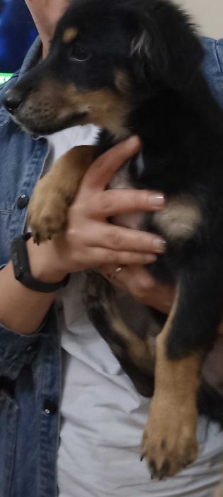 Милый и озорной щенок мальчик ищет дом .