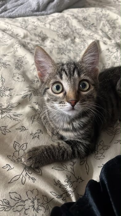 Котенка в добрые руки