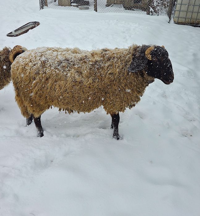 berbec de rasă carabaș