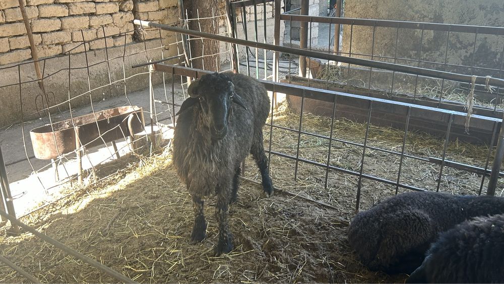 Қошқарлар семіз сатылады