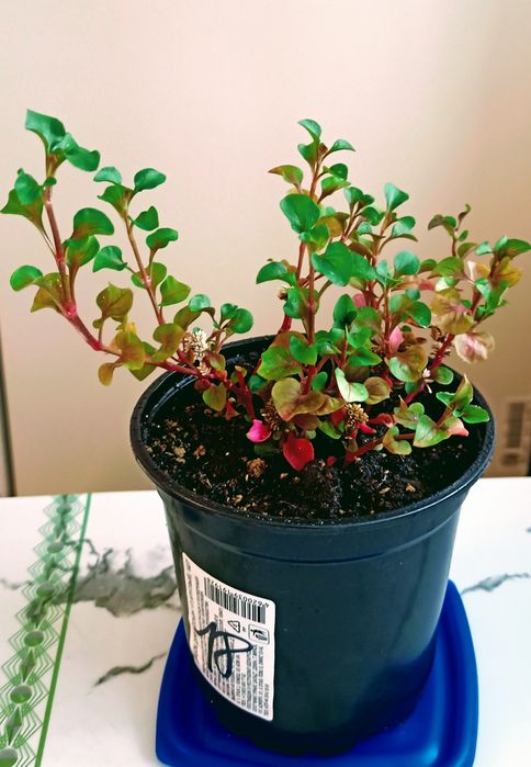 Цветы разные варианты