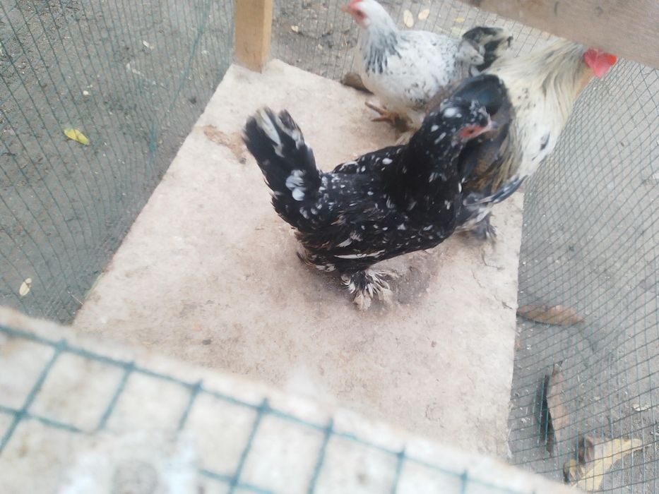 Găini pitici de vânzare