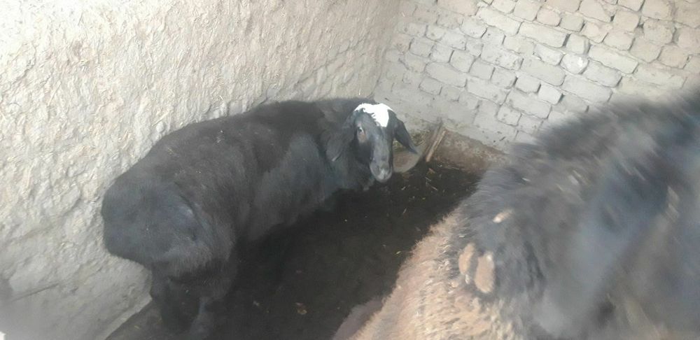 Куккор ва бугоз куй