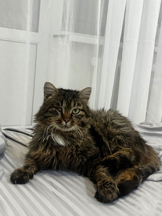 Отдам в хорошие руки