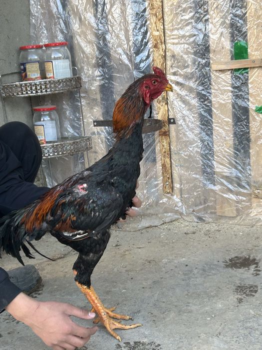 Дакан шолпан 30 мынг