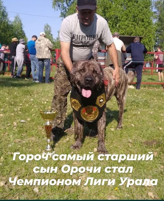 Продам внучку Орочи