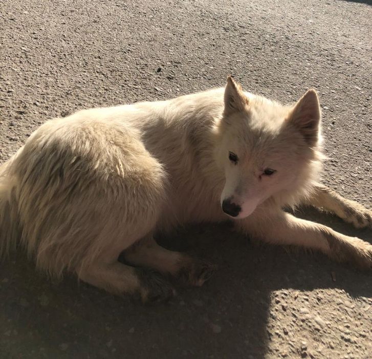 Бесплатно, девочка в добрые руки