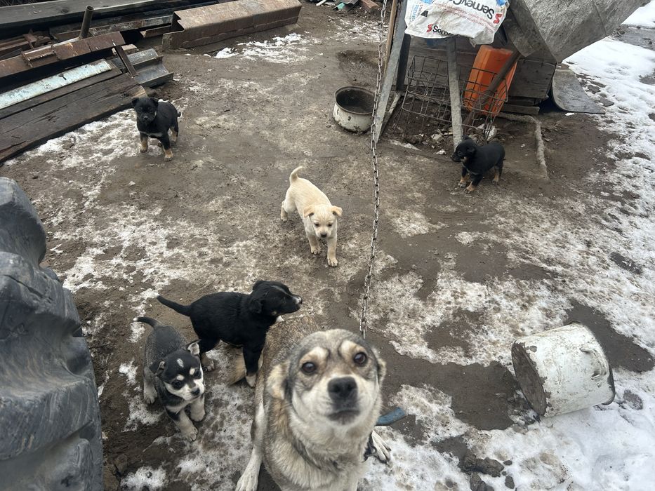 Отдам щенят в хорошие руки