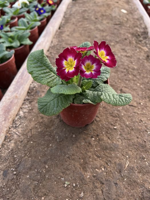Примула primula mavsumiy gullar