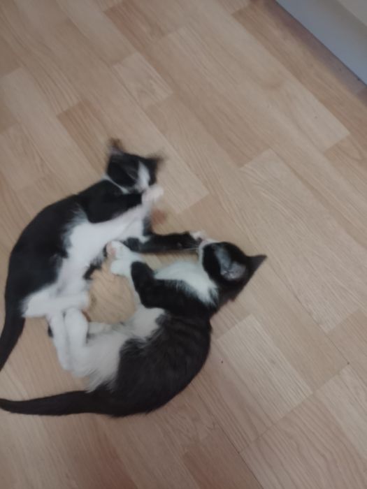 donez 3 pui de pisica doua pisicuțe și un motănel