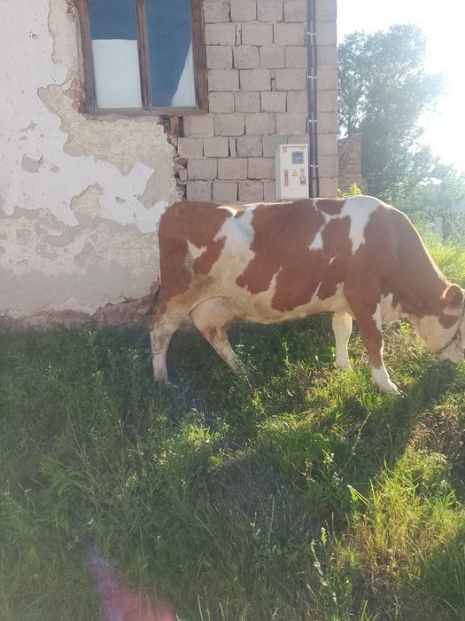 Vând vaca cu vițel