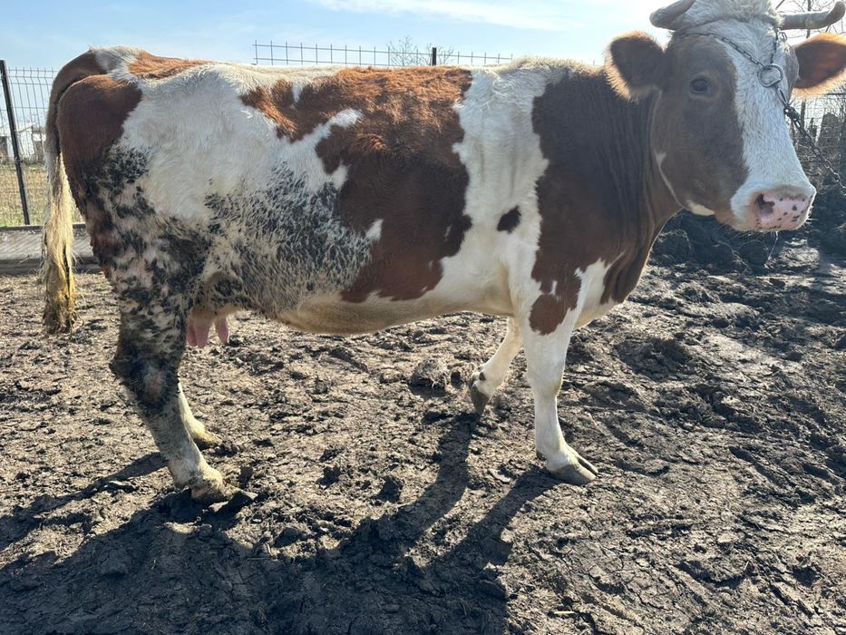 Vand vaca gestanta in 7 luni jumatate