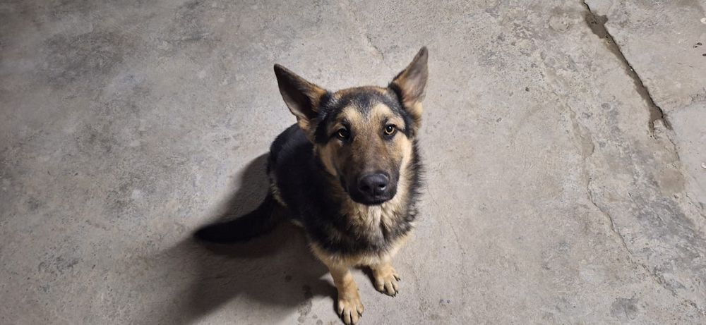 Немецкая овчарка