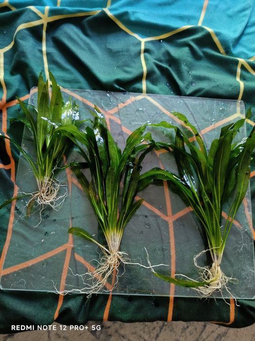 Echinodorus  plante acvariu