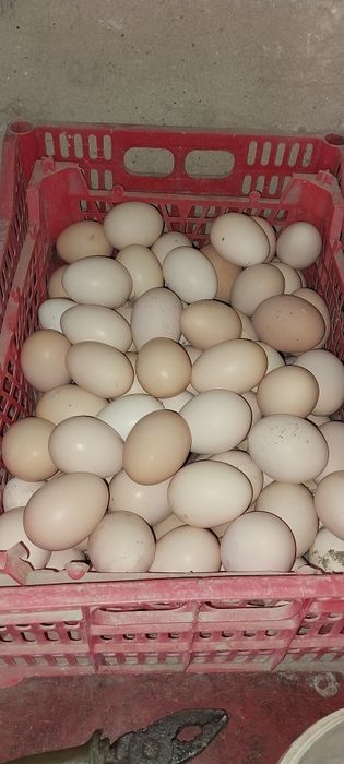 Tuxum sotiladi. Jaydari (damashniy)  tovuqlarniki.