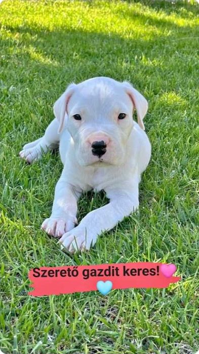 Mascul Dog Argentinian