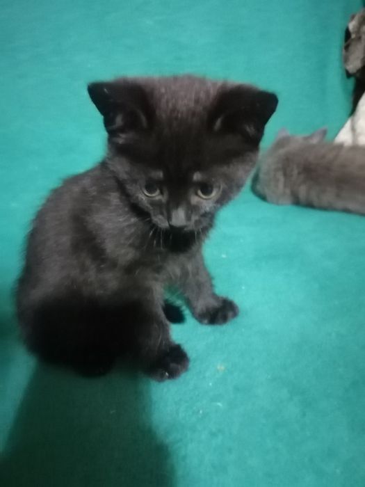 Отдам Котенка в хорошие руки