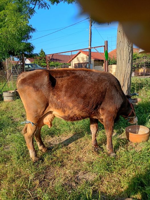 Vaca de vânzare .