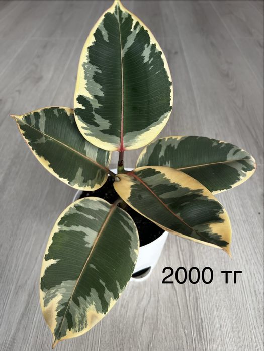 Продам комнатные цветы