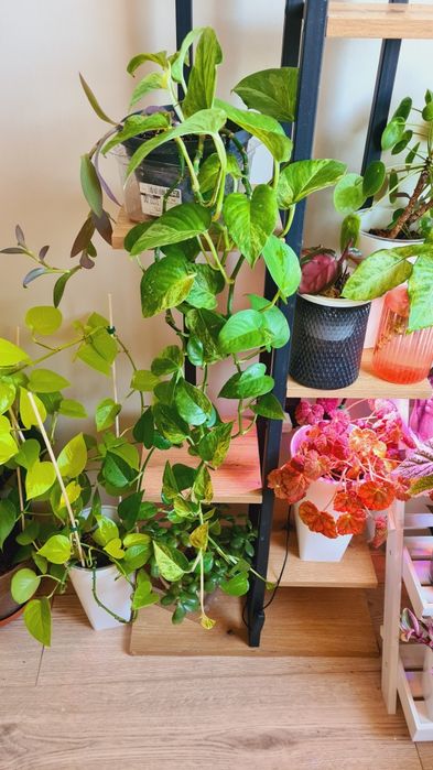 Срочная продажа растений