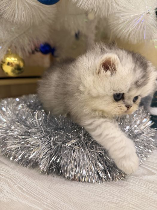 Бритенец! Шиншила Серебро!