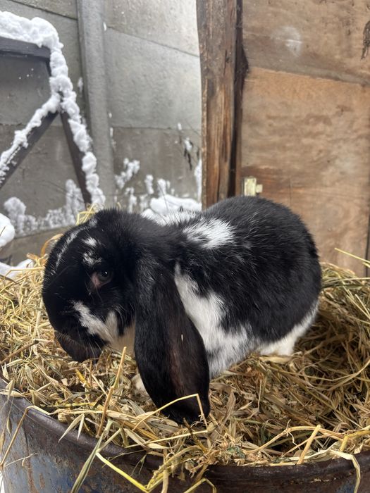 Mascul berbec german