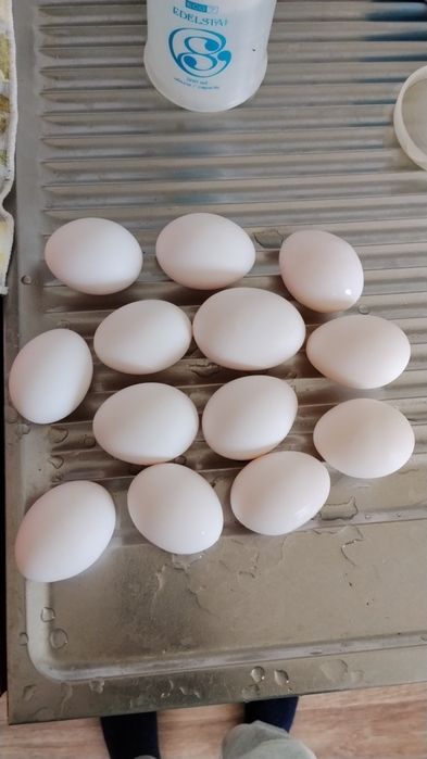 Продаю кур 15 штук