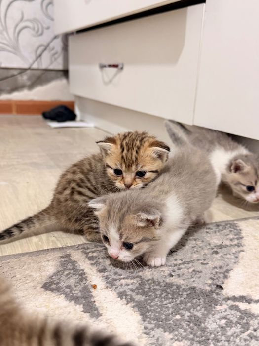 Породистые котята